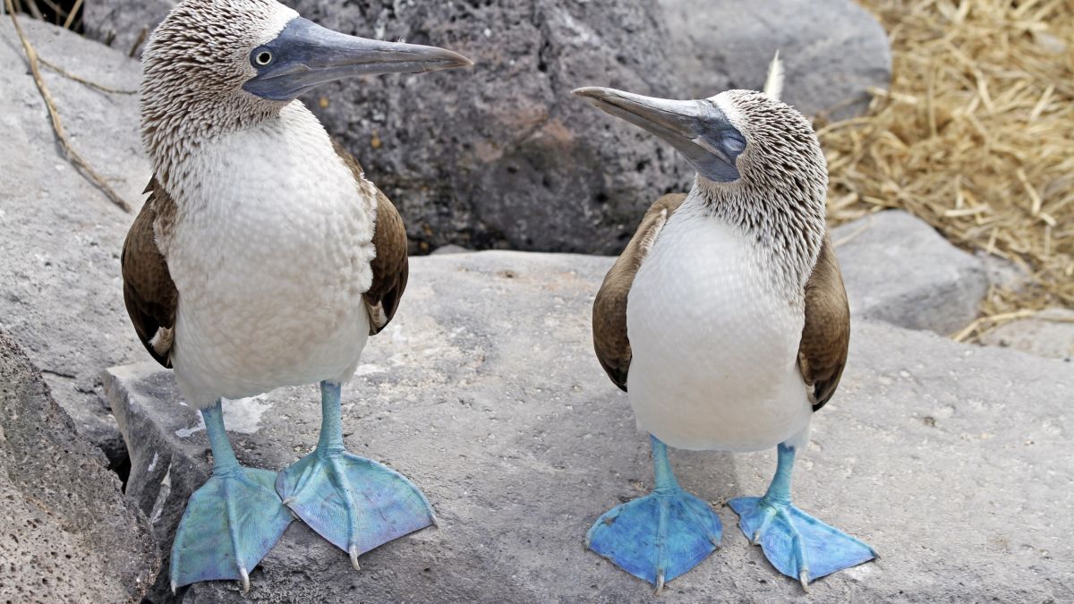 Blaufußtölpel auf Galapagos