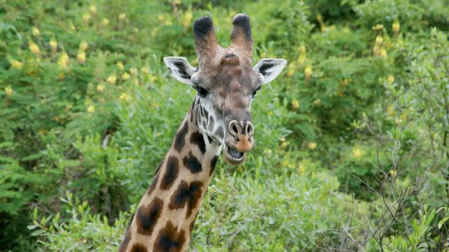 Giraffe im Arusha NP