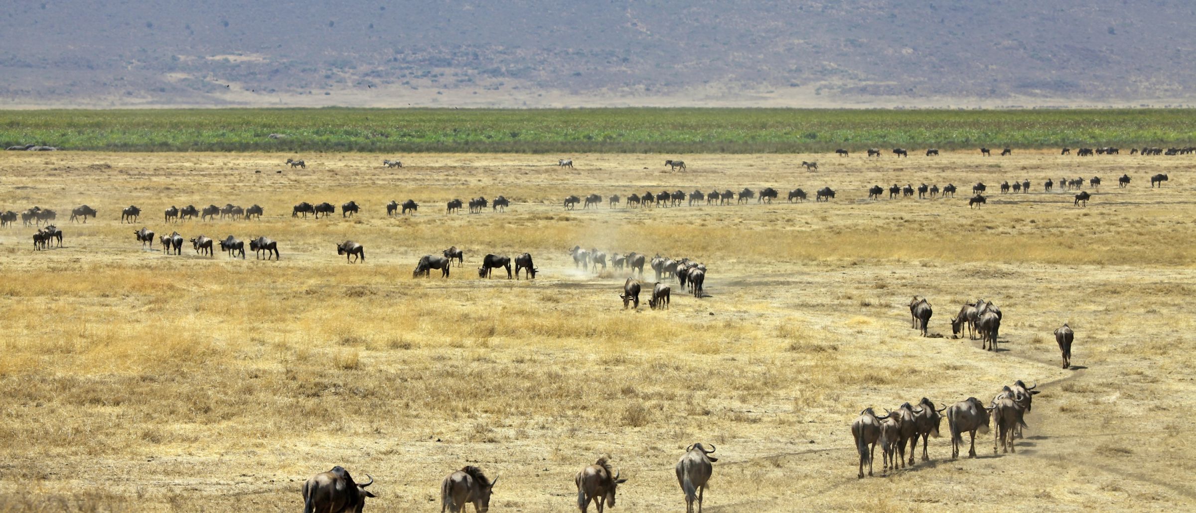 Die große Gnu Wanderung zwischen Serengeti und Masai Mara