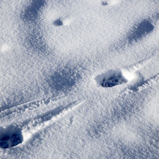 Dem Schneeloparden auf der Spur