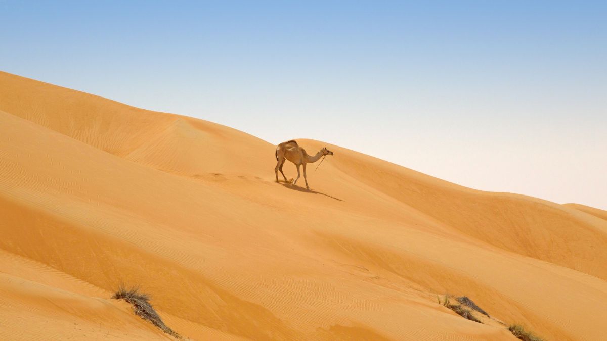 Haben Sie schon das Kamel entdeckt?