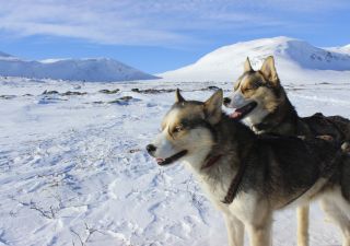 Huskys in der verschneiten Winterlandschaft