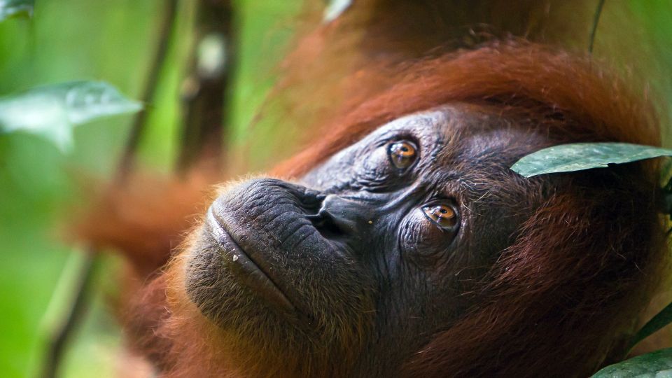 Orang-Utans können in Indonesien auf Borneo und Sumatra beobachtet werden