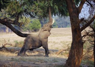 Lower Sambesi Safari Elefant