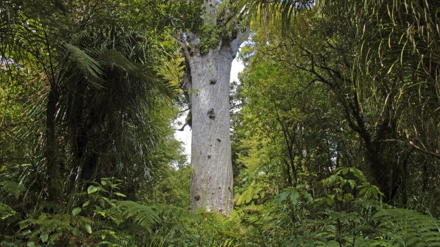 Kauri-Baum im Waipora Forest auf der Nordinsel