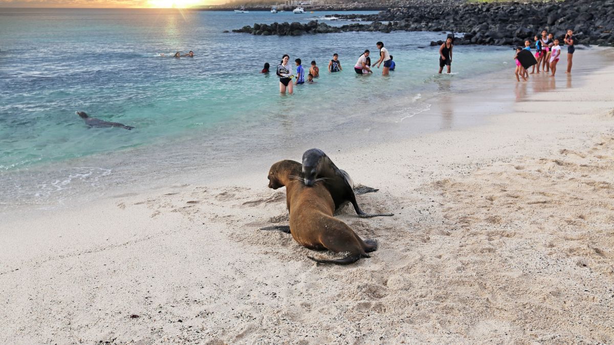 Ein Badestrand für alle. Auch Galapagos-Seelöwen