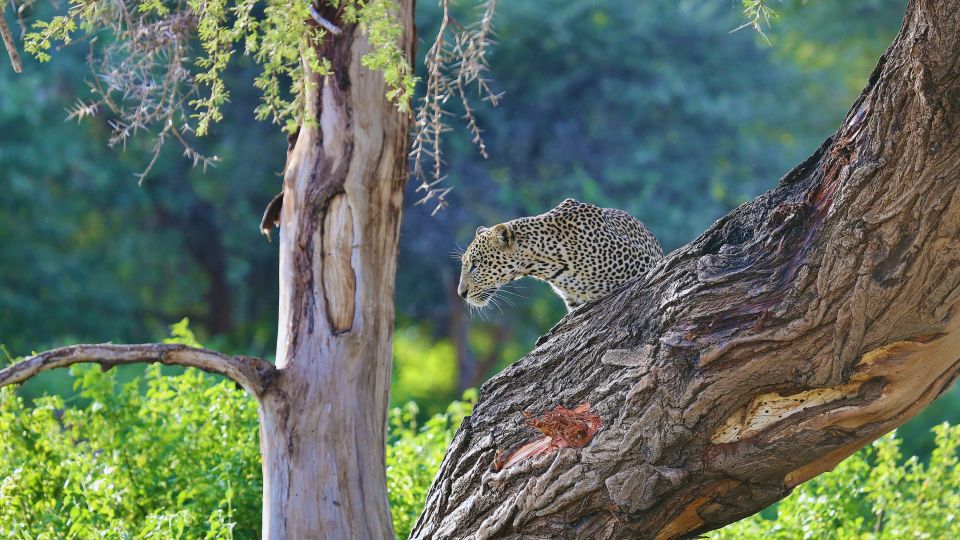 Ein Leopard im Samburu