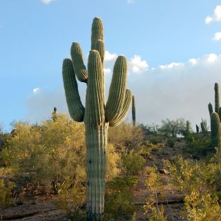 Saguaro Kaktus, Saguaro NP, Arizona