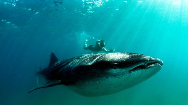 Schwimmen und Schnorcheln mit Walhaien vor der Küste Inhambanes
