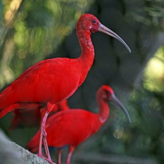 farbenfroher Scarlet Ibis, Nationalvogel von Trinidad &amp; Tobago