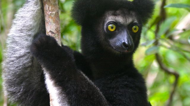 Indri - die größte Lemurenart
