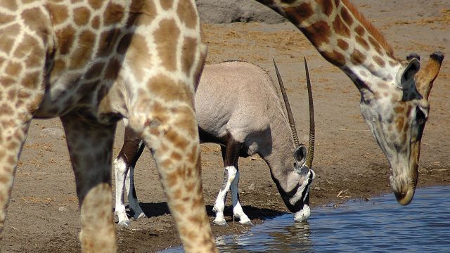 Giraffe und Oryx im Etosha-Nationalpark