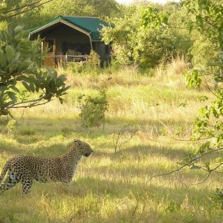 Sango Safari Camp, tierreiche Umgebung