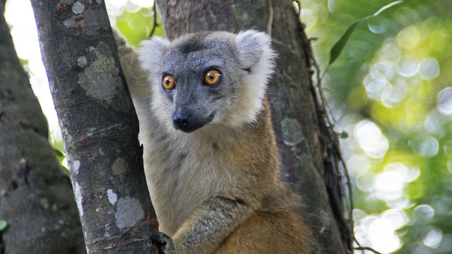Lemur im Ranomafana NP