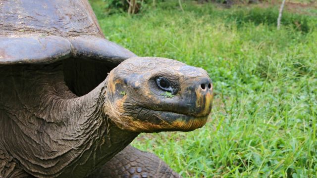 Beeindruckende Zeitzeugen: die Riesenschildkröten von Galapagos