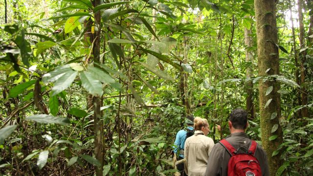 Wanderung durch den Amazonasregenwald