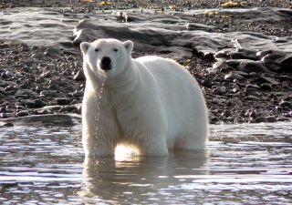 Eisbär, Baffin Island