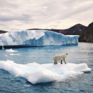 Eisbär auf Eisscholle, Baffin Island