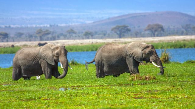 Elefanten im Amboseli