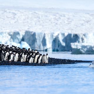 Pinguine, Brown Bluff, Antarktische Halbinsel