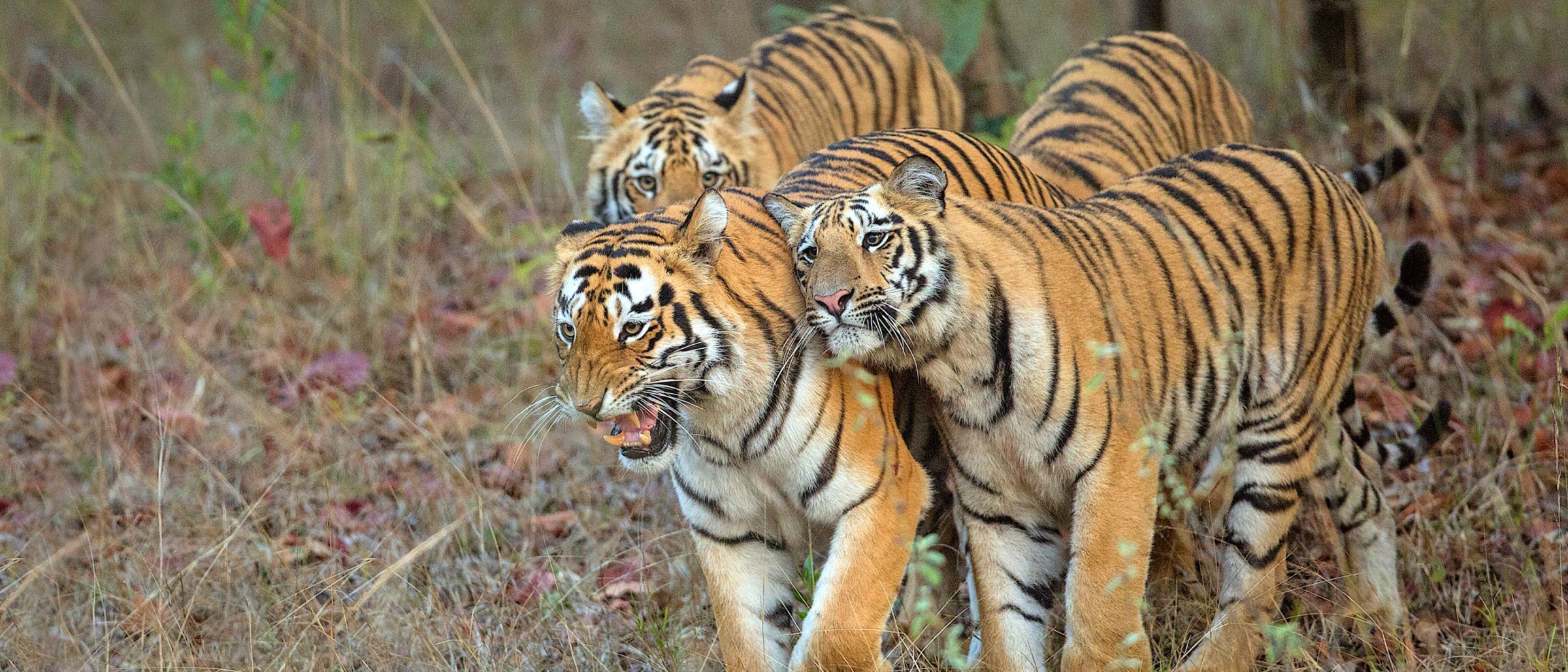 Bengal-Tiger