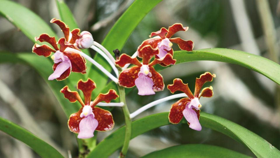 Orchidee auf Komodo