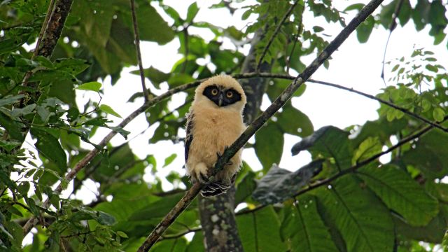 Costa Rica - junger Brillenkauz
