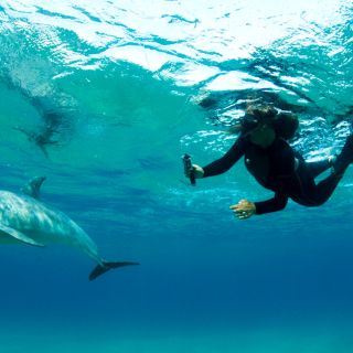 Schnorcheln mit Delfinen vor Ponta do Ouro, Dolphin Encountours