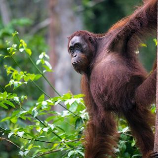Orang-Utan-Weibchen im Tanjung-Puting-Nationalpark