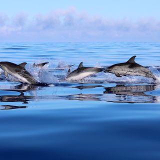 Delfine vor der Insel Pico