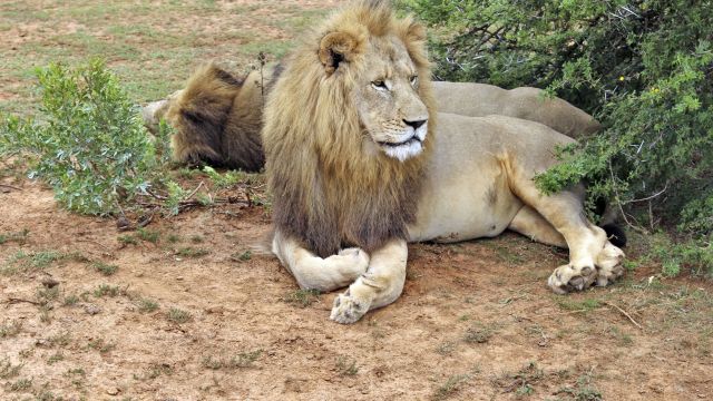 Majestätisches Löwenmännchen