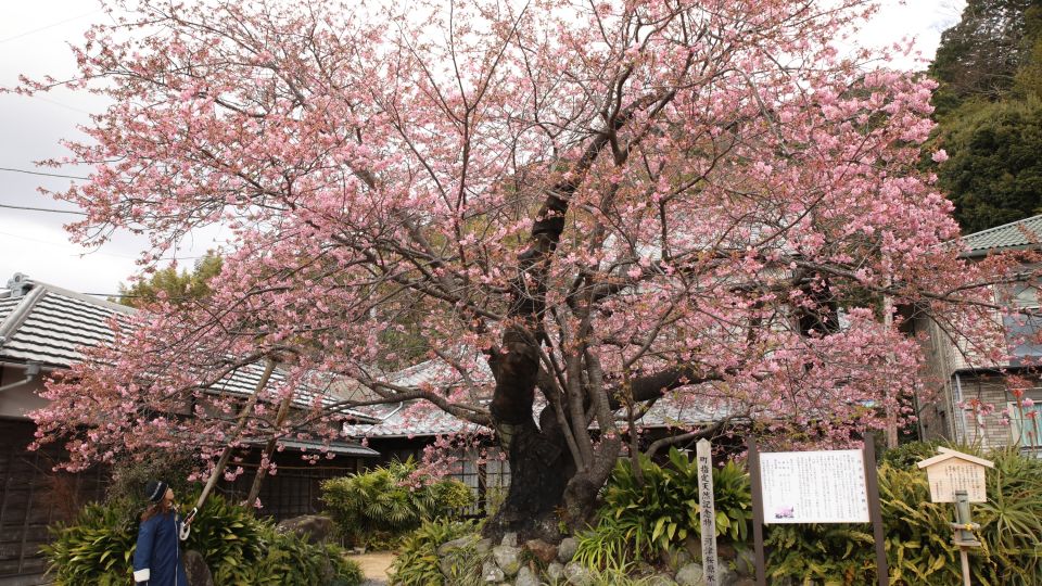 Blühender Kirschbaum Anfang Februar auf der Izu-Halbinsel bei Tokio