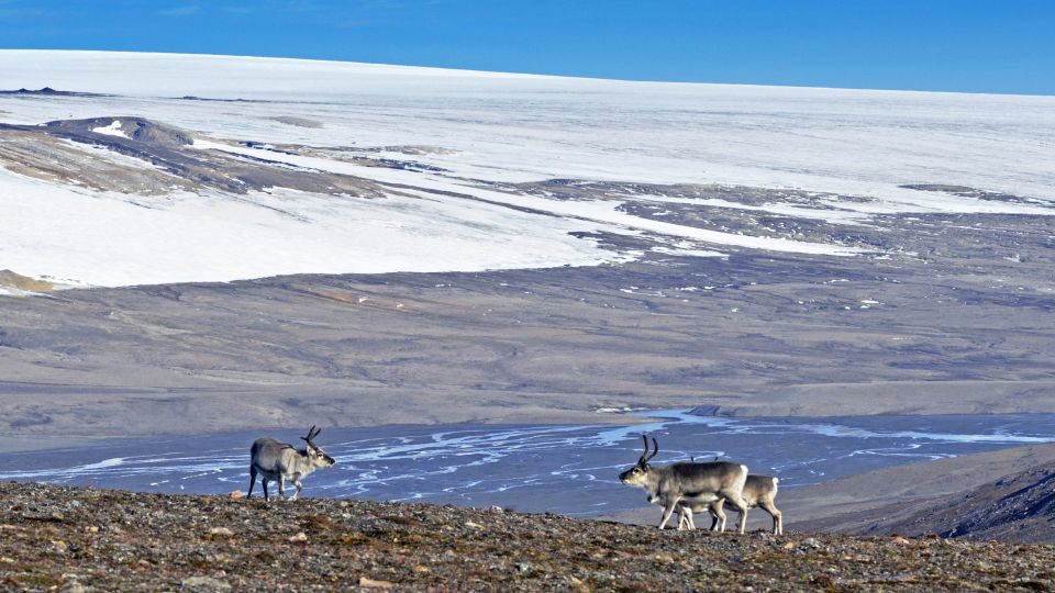 Kleine Gruppe Rentiere in Spitzbergen