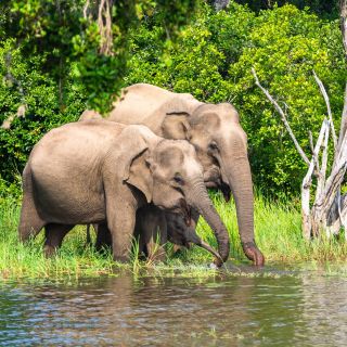 Asiatische Elefanten im Yala Nationalpark