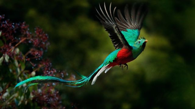 Quetzal: Göttervogel der Maya