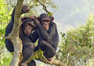 Schimpansen in Tacugama