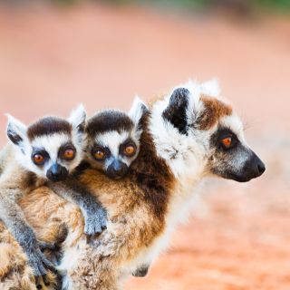 Lemuren im Berenty Nature Reserve