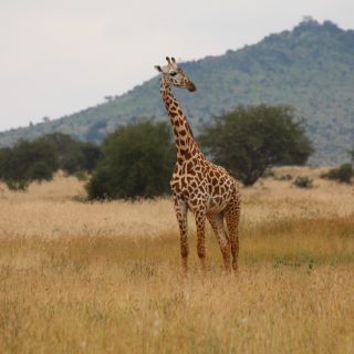 KEN_2019_1SLA_Giraffe-10.jpg