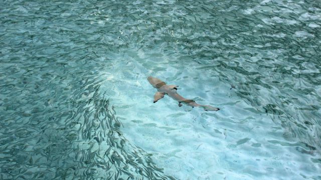 Riffhai vor den Malediven