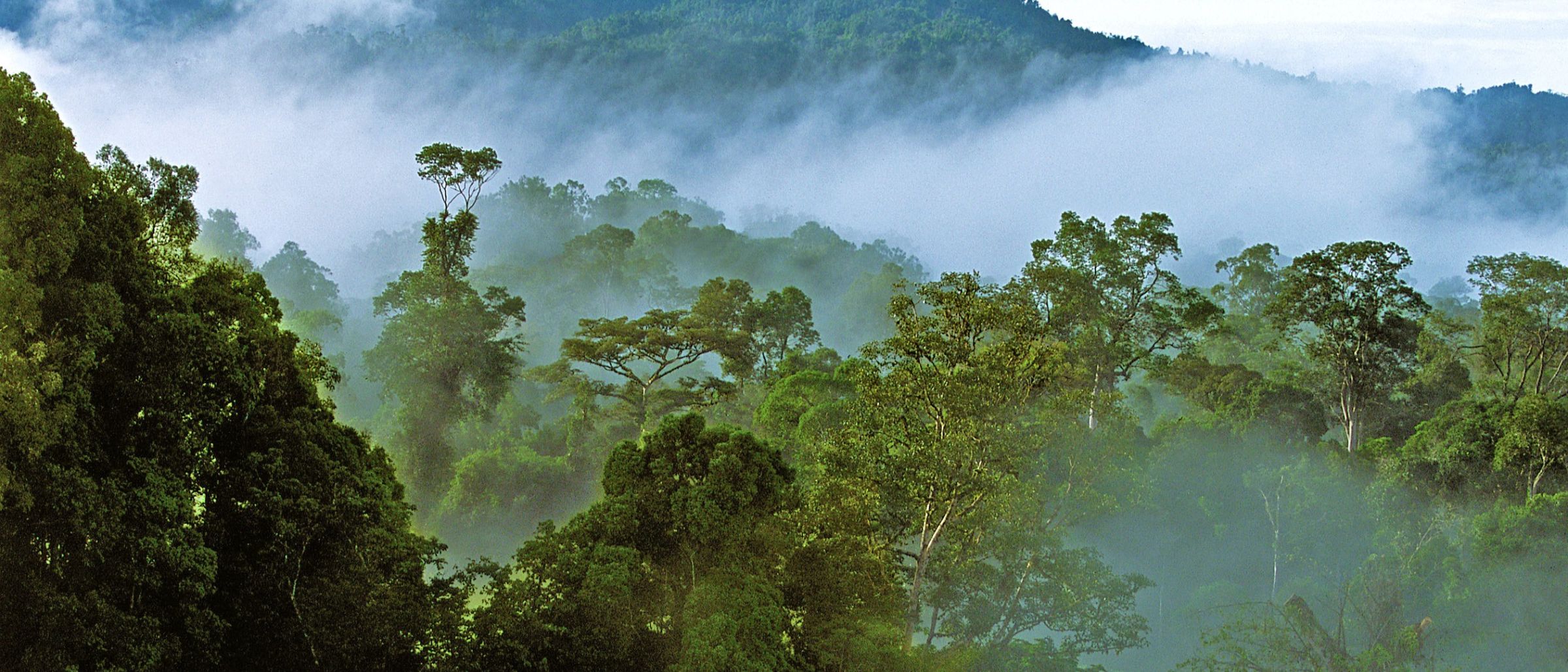 Nebelschaden am Morgen in den Bergen des Mulu-Nationalparks im Bundesstaat Sarawak auf Borneo in Malaysia