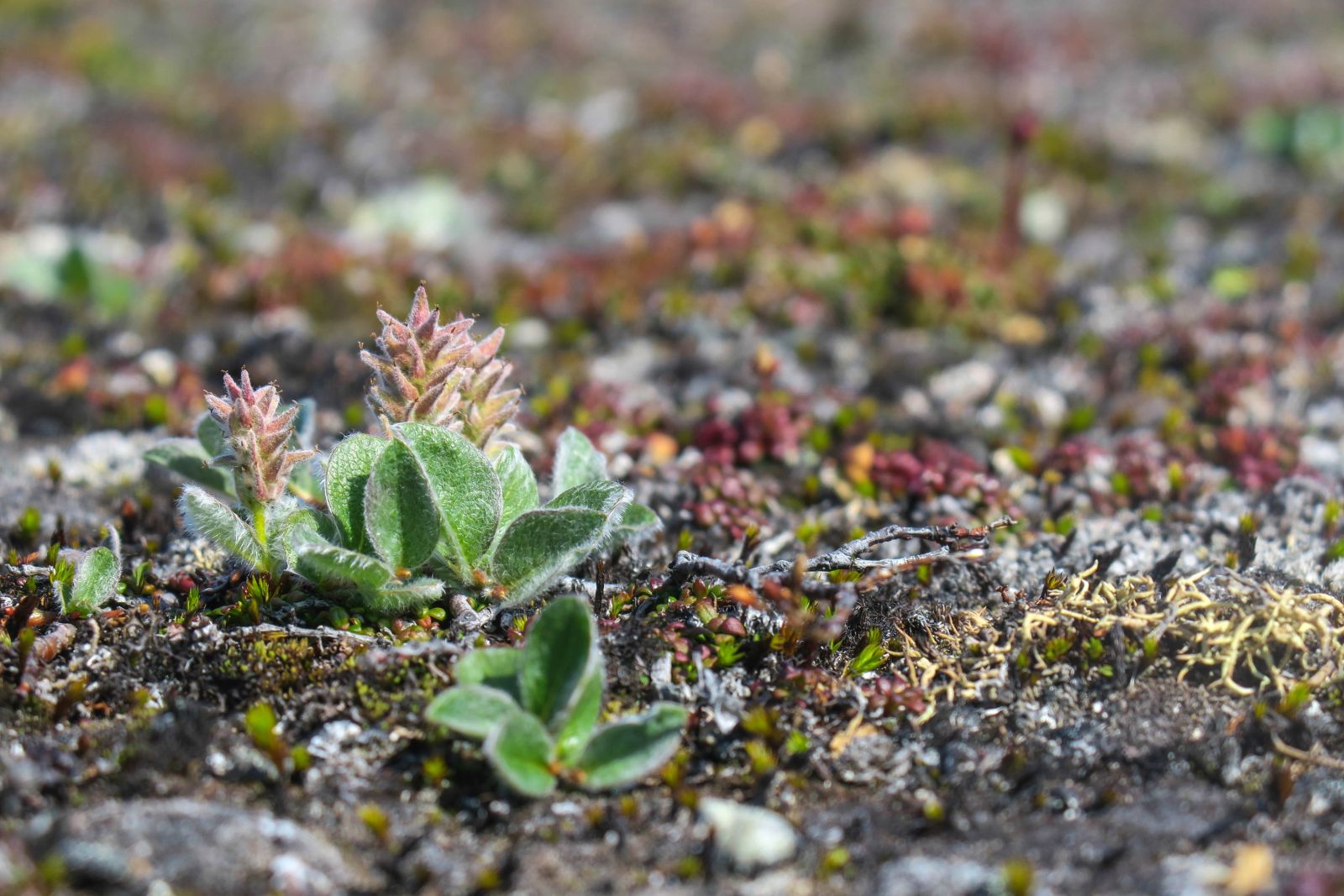 Zarte Tundra-Vegetation