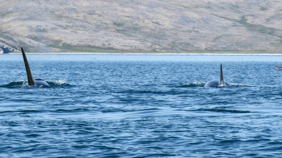 Ein stattliches Orca-Männchen mit Familie unterwegs in der  Preobrazheniya-Bucht