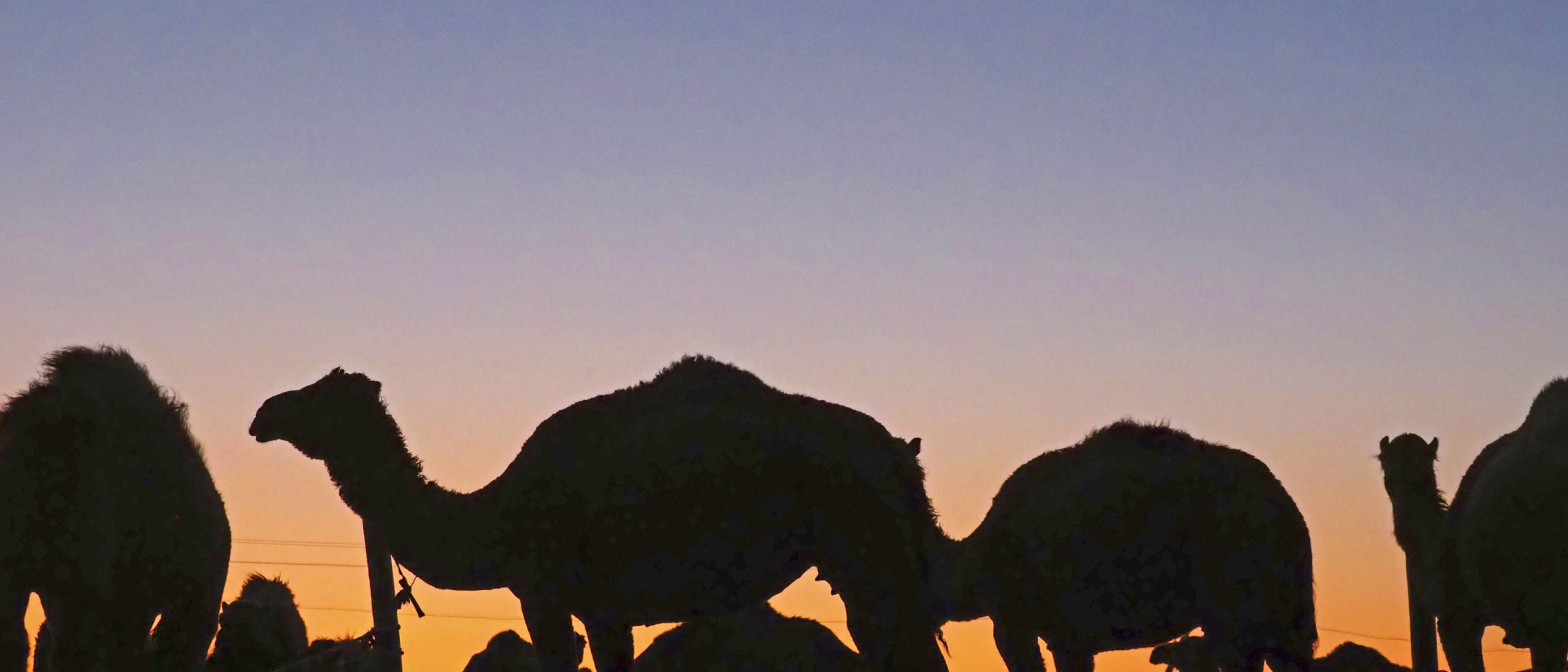 Kamele in der Abenddämmerung