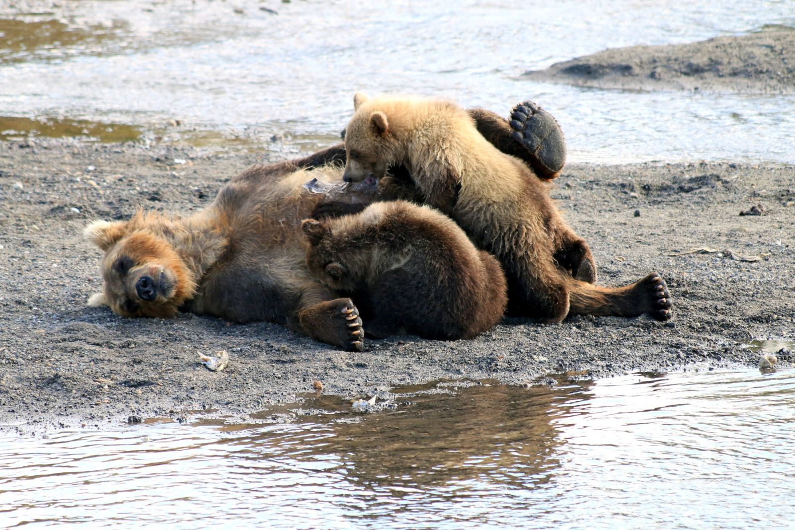 Bärenfamilie Südkamtschatka