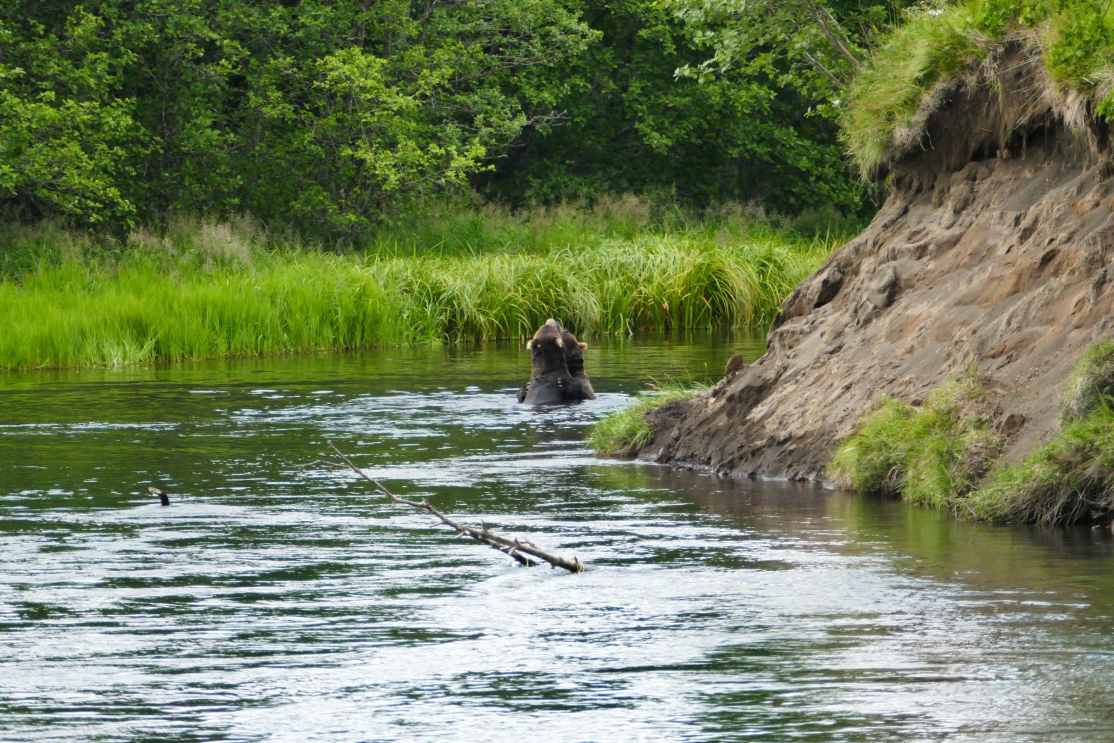 Verspieltes Bärenpaar im Wasser der „Kronotskaya“