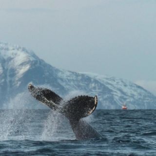 Beeindruckende Fluke eines Buckelwals