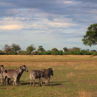 Zebras genießen den Morgen, Botswana