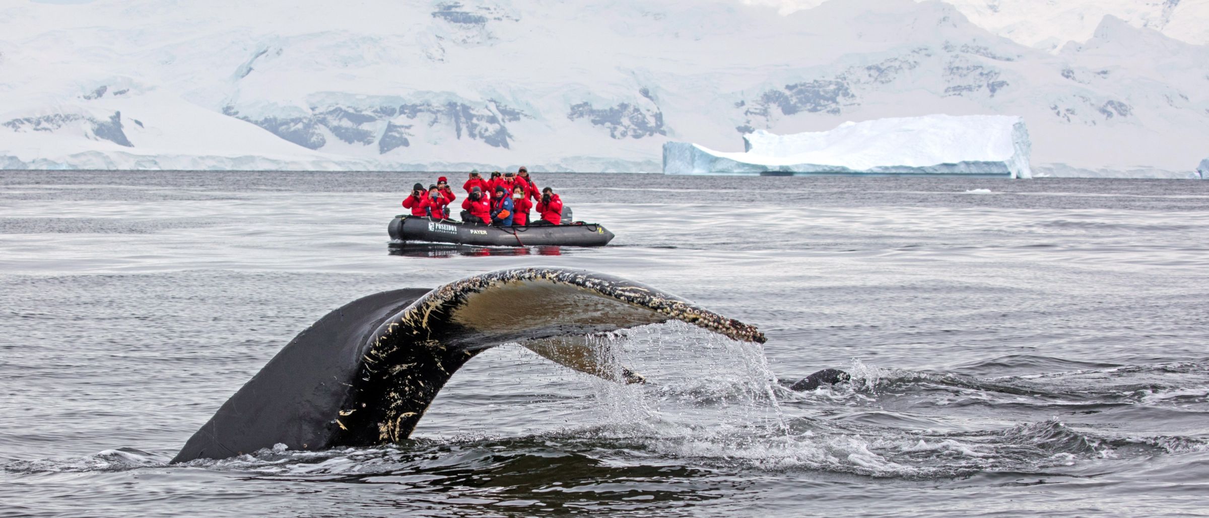 Fluke eines Buckelwales – Walbeobachtung an der Antarktischen Halbinsel
