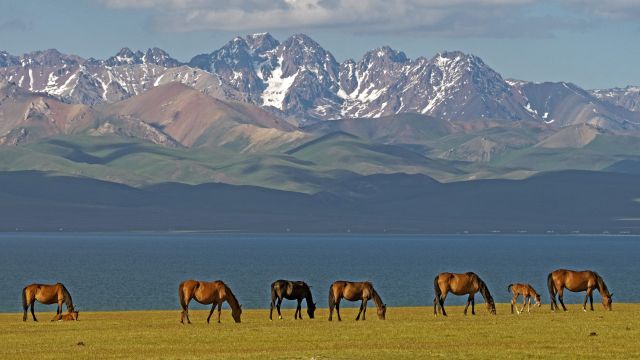 Pferde in Landschaft