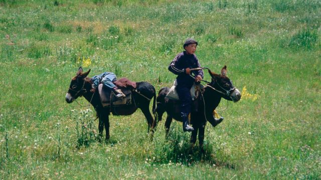 Junge mit Eseln in Kirgistan